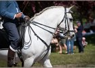 Pferd International 051